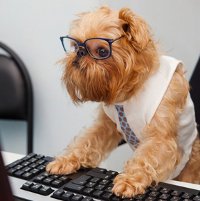 собака за компьютером