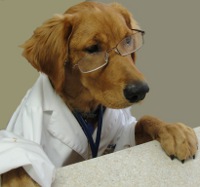 собака доктор