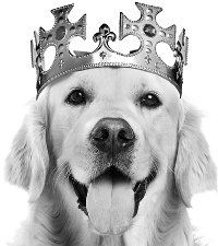 собака в короне