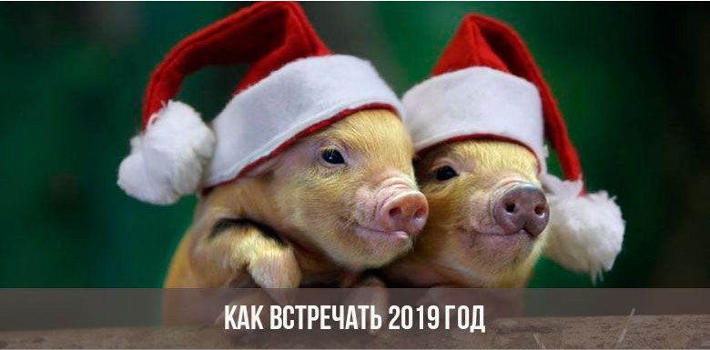 Две свинки в новогодних шапках