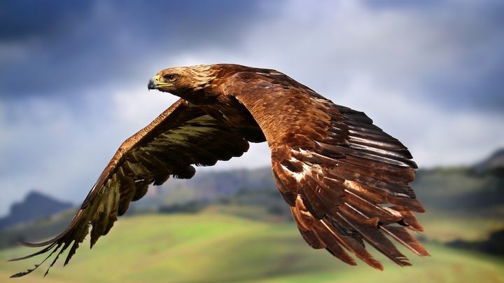 Парящий орел