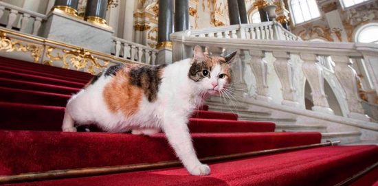 кот на лестнице Эрмитажа