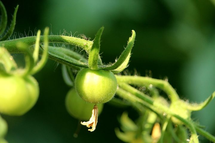 Зеленый помидор на кусте
