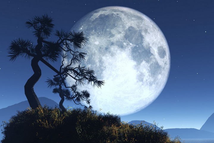 дерево на фоне полной луны
