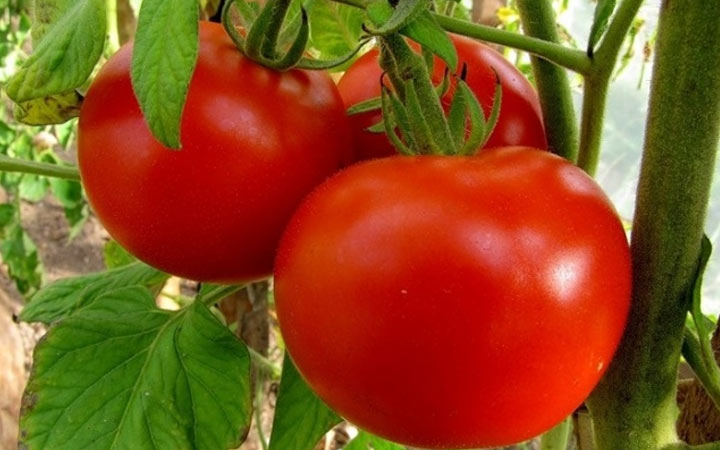 Новосибирский красный - новый крупный томат на 2019 год