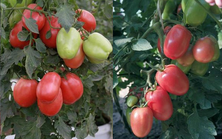 Ладненький - новый сорт томатов на 2019 год