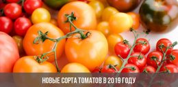 Новые сорта томатов в 2019 году