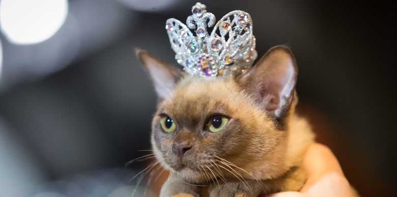 ВЫставки кошек в России в 2019 году