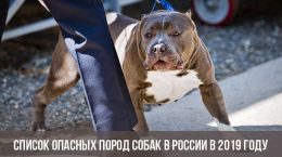 Список опасных пород собак в России в 2019 году